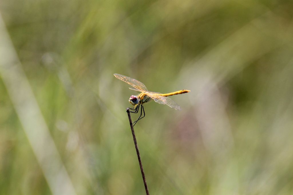 Sympetrum fonscolombii?